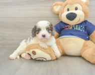 8 week old Cavapoo Puppy For Sale - Windy City Pups