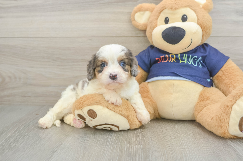 6 week old Cavapoo Puppy For Sale - Windy City Pups