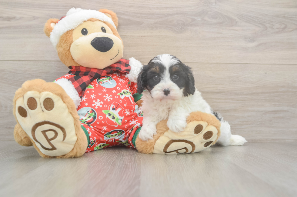 5 week old Cavapoo Puppy For Sale - Windy City Pups