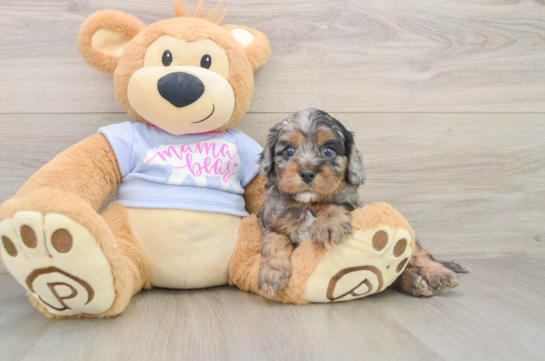 Cute Cavapoo Baby