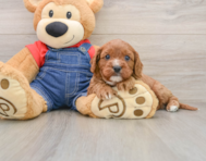 8 week old Cavapoo Puppy For Sale - Windy City Pups