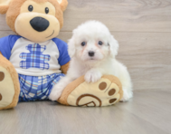 8 week old Cavapoo Puppy For Sale - Windy City Pups