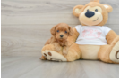 Cavapoo Puppy for Adoption