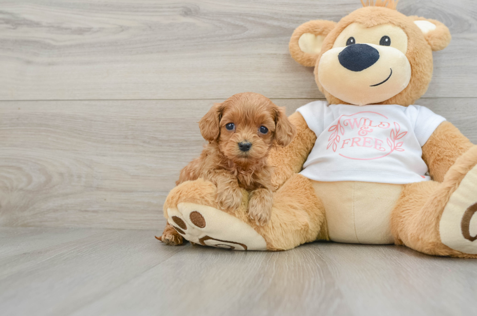 5 week old Cavapoo Puppy For Sale - Windy City Pups