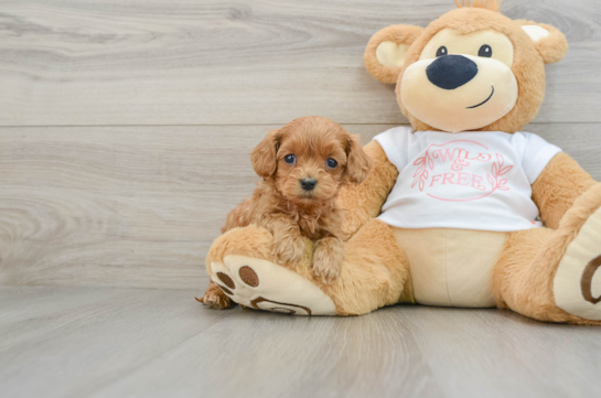 Cavapoo Puppy for Adoption