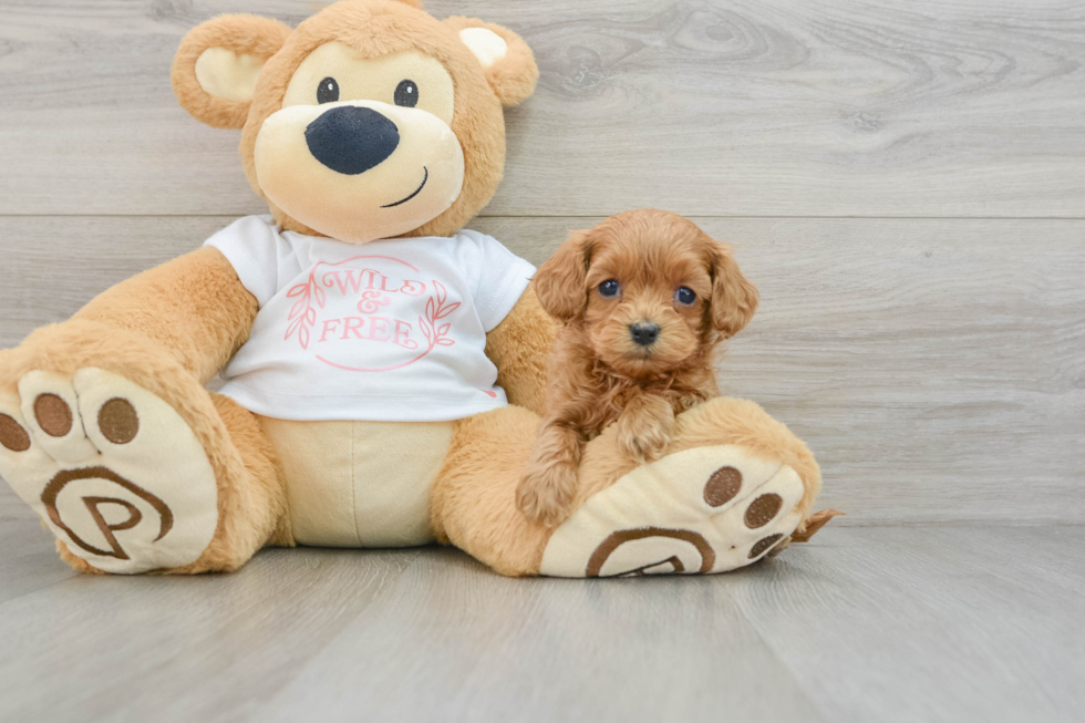 Adorable Cavalier King Charles Spaniel and Poodle Mix Poodle Mix Puppy