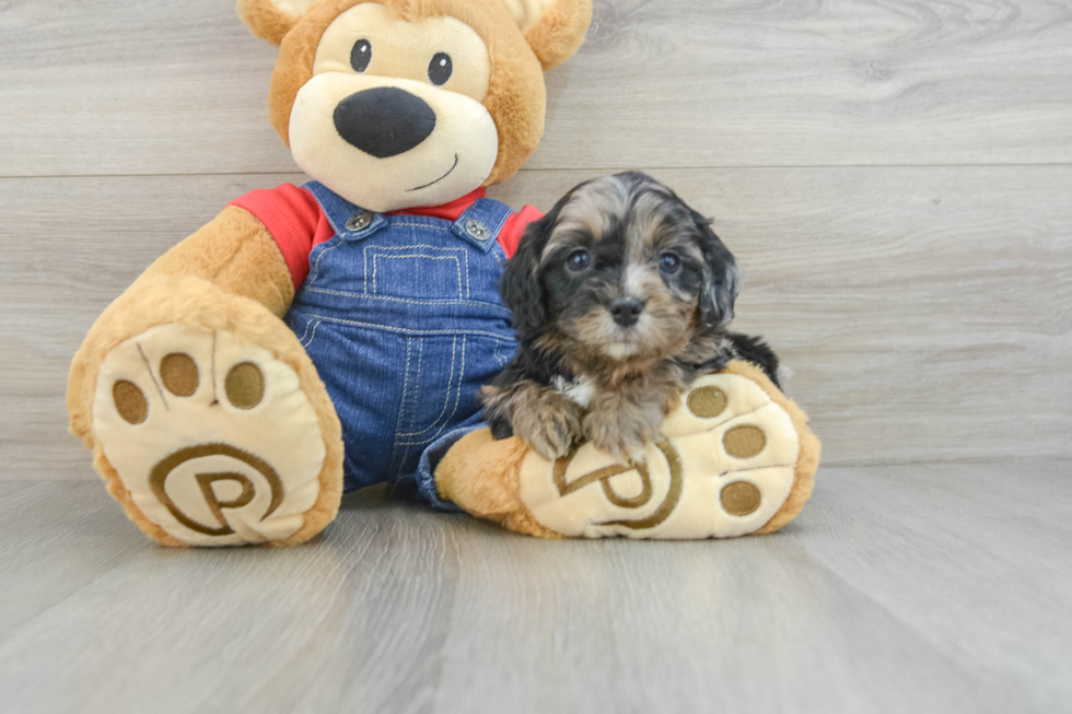 Cavapoo Pup Being Cute