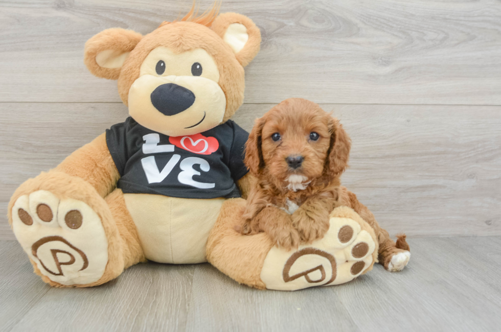 7 week old Cavapoo Puppy For Sale - Windy City Pups