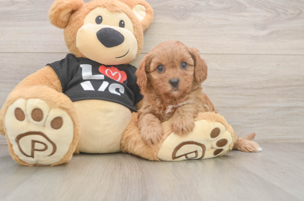6 week old Cavapoo Puppy For Sale - Windy City Pups