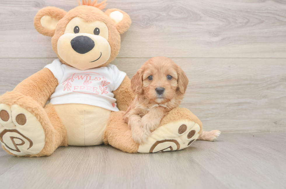 5 week old Cavapoo Puppy For Sale - Windy City Pups
