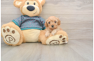 Cavapoo Puppy for Adoption