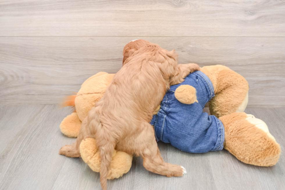 Smart Cavapoo Poodle Mix Pup