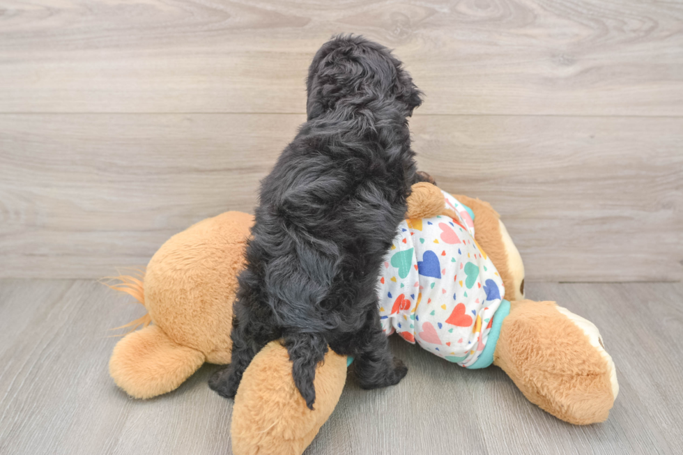 Little Cavipoo Poodle Mix Puppy