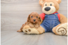 Cavapoo Puppy for Adoption