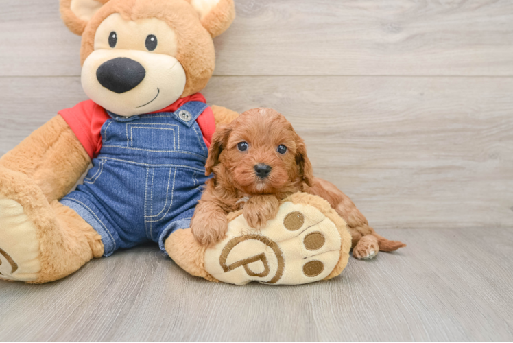 Funny Cavapoo Poodle Mix Pup