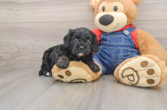 CECEE, a Cavapoo littermate