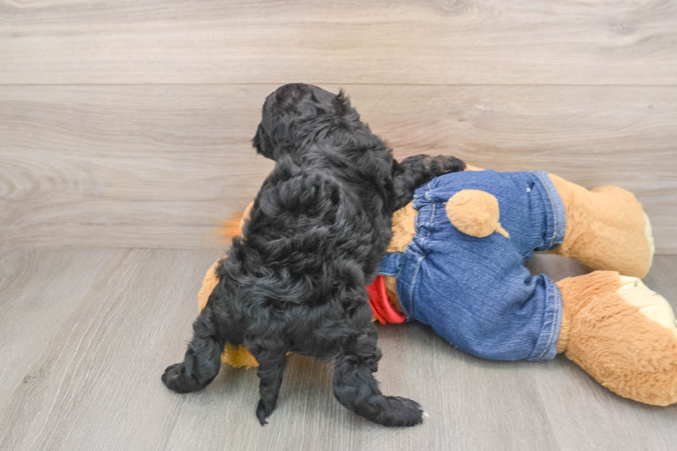 Adorable Cavalier King Charles Spaniel and Poodle Mix Poodle Mix Puppy