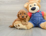 8 week old Cavapoo Puppy For Sale - Windy City Pups