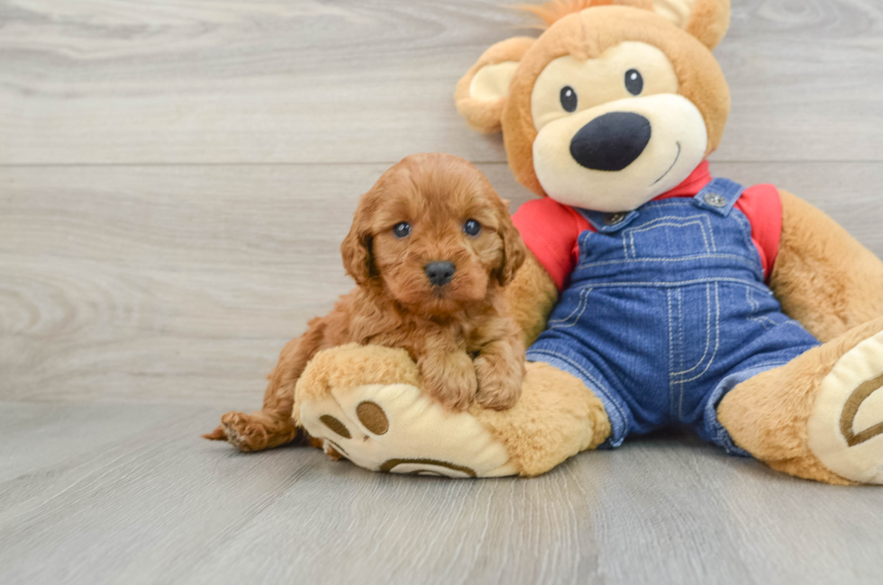 7 week old Cavapoo Puppy For Sale - Windy City Pups