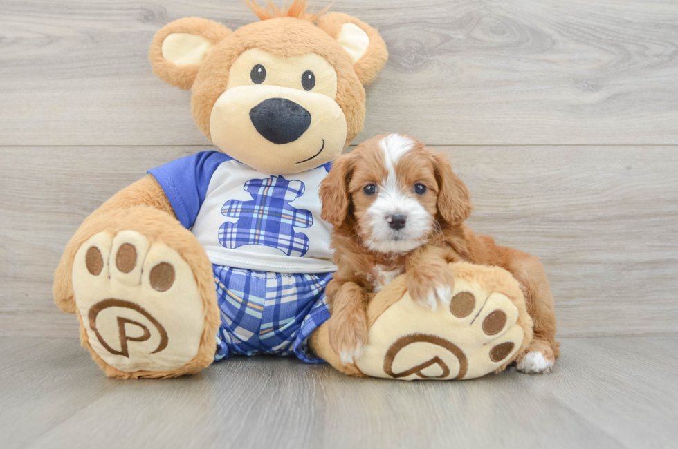 7 week old Cavapoo Puppy For Sale - Windy City Pups