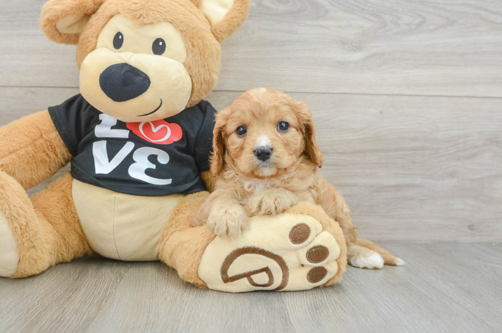7 week old Cavapoo Puppy For Sale - Windy City Pups