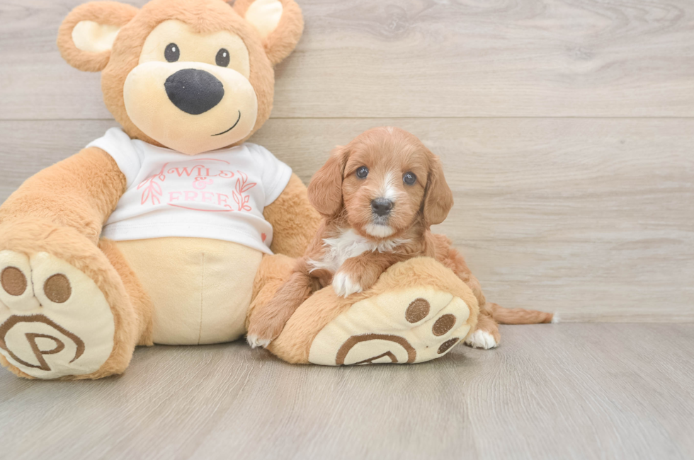 5 week old Cavapoo Puppy For Sale - Windy City Pups