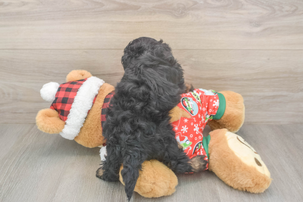 Petite Cavapoo Poodle Mix Pup