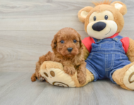 9 week old Cavapoo Puppy For Sale - Windy City Pups