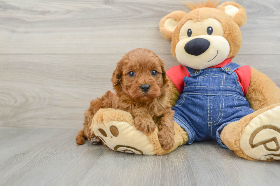 7 week old Cavapoo Puppy For Sale - Windy City Pups