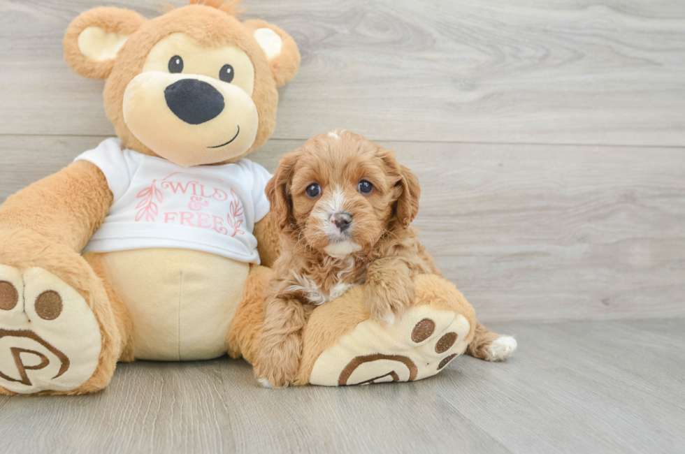 7 week old Cavapoo Puppy For Sale - Windy City Pups