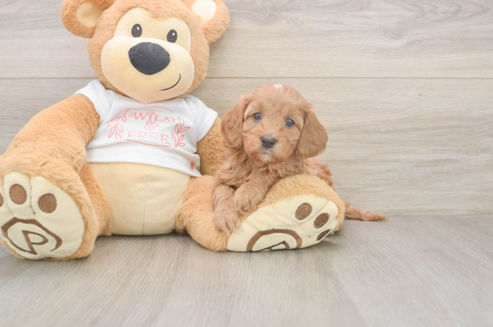 5 week old Cavapoo Puppy For Sale - Windy City Pups