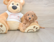 6 week old Cavapoo Puppy For Sale - Windy City Pups 6 week old Cavapoo Puppy For Sale - Windy City Pups