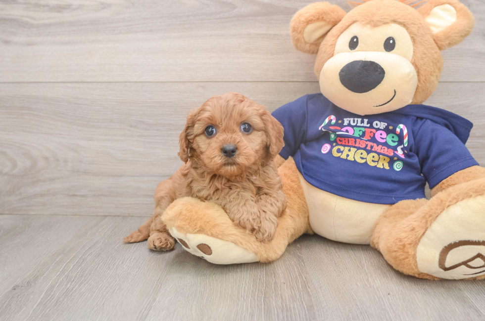 6 week old Cavapoo Puppy For Sale - Windy City Pups
