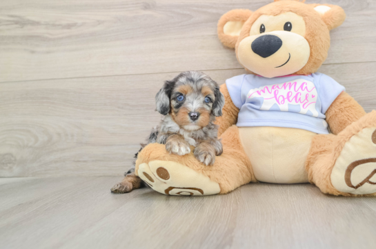 Cavapoo Pup Being Cute