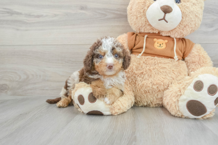 Energetic Cavoodle Poodle Mix Puppy