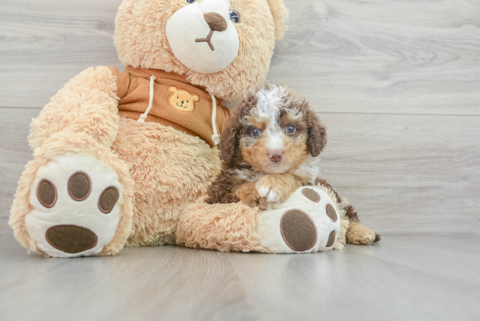 Cute Cavapoo Baby