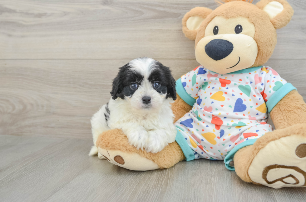 6 week old Cavapoo Puppy For Sale - Windy City Pups