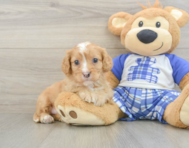 8 week old Cavapoo Puppy For Sale - Windy City Pups