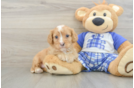 Smart Cavapoo Poodle Mix Pup