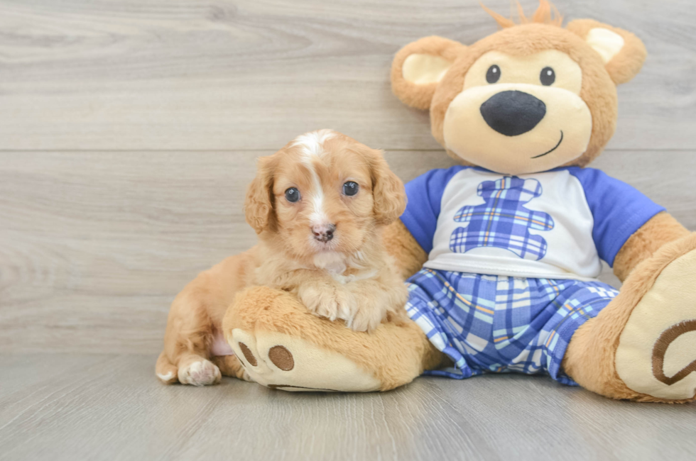5 week old Cavapoo Puppy For Sale - Windy City Pups