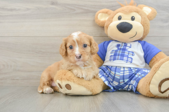 Smart Cavapoo Poodle Mix Pup