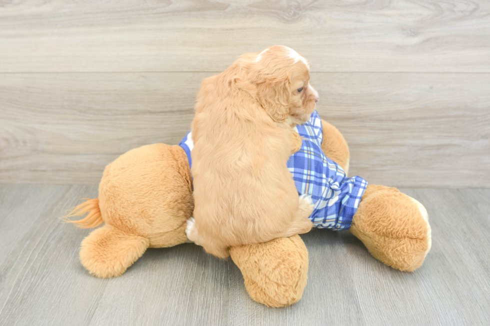 Cute Cavapoo Baby