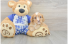 Cavapoo Pup Being Cute