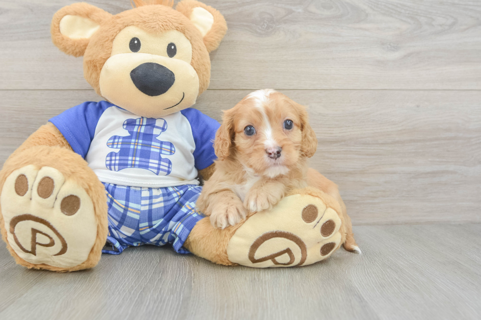 Cavapoo Pup Being Cute