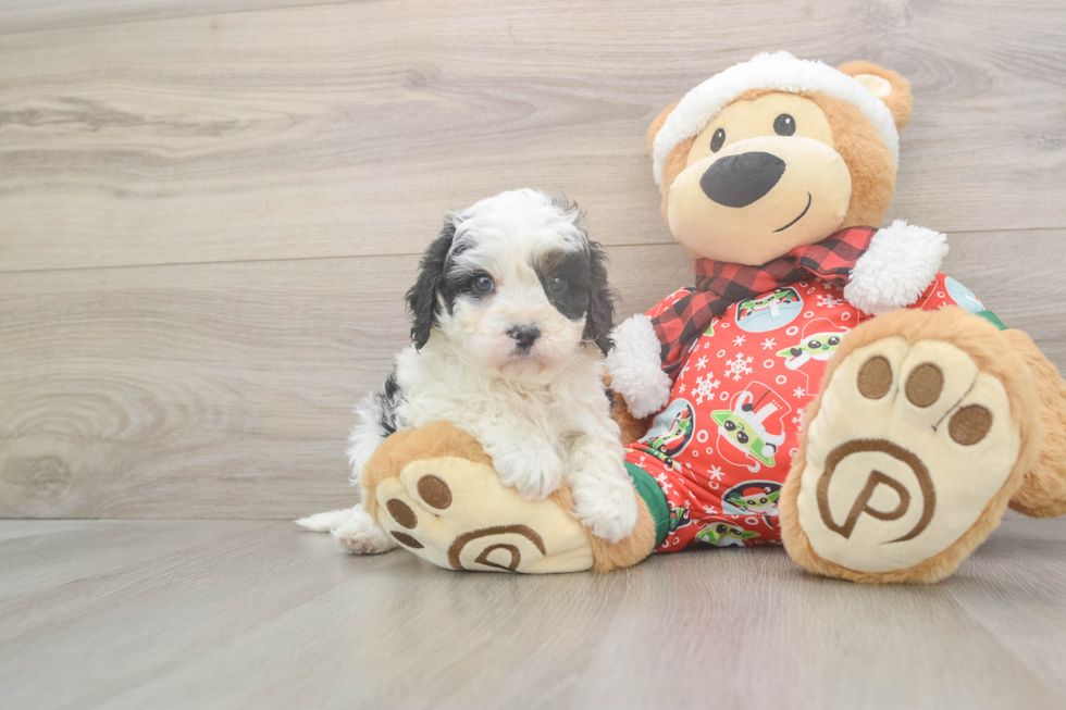 Cavapoo Pup Being Cute