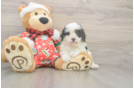 Cavapoo Puppy for Adoption