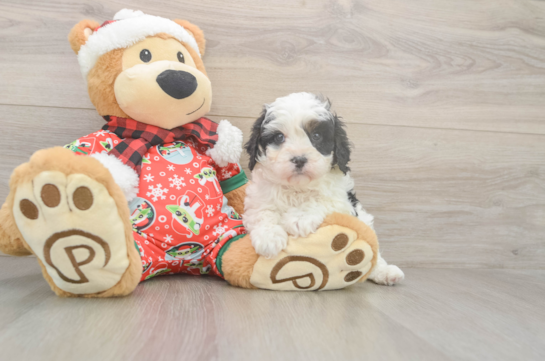 Cavapoo Puppy for Adoption