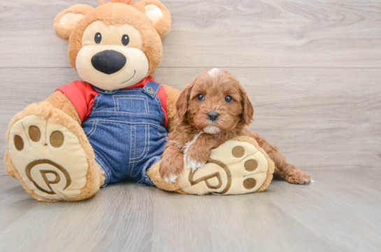 Cavapoo Puppy for Adoption
