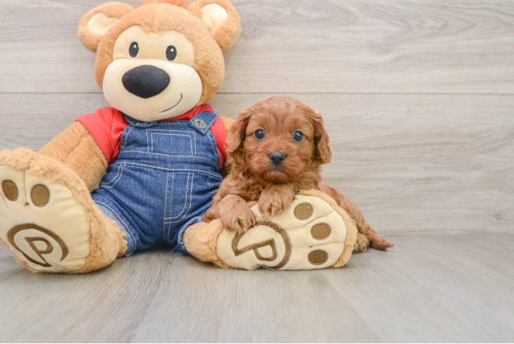 Best Cavapoo Baby