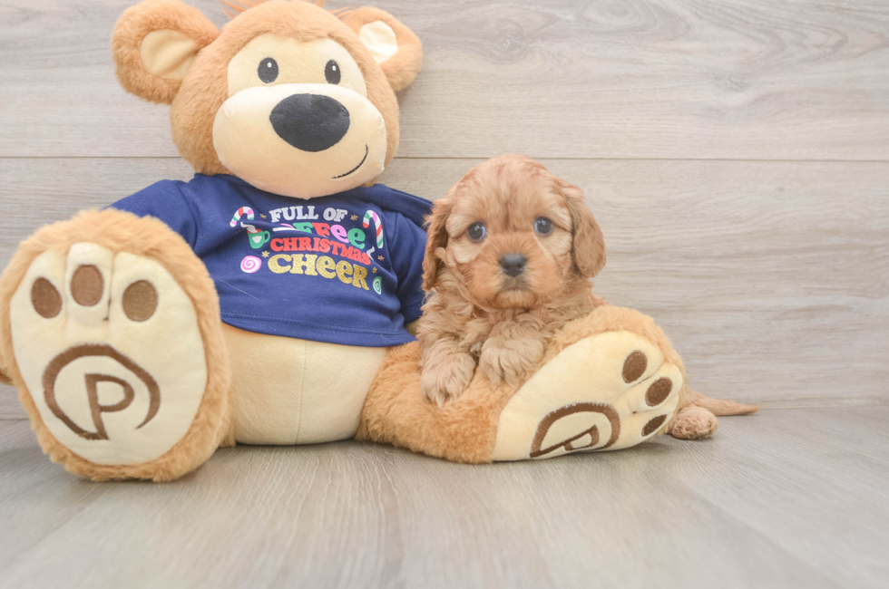 6 week old Cavapoo Puppy For Sale - Windy City Pups
